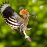 Upupa - Hoopoe (Upupa epops)