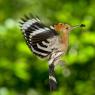 Upupa - Hoopoe (Upupa epops)