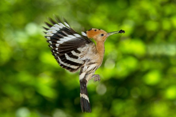 Upupa - Hoopoe (Upupa epops)