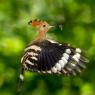 Upupa - Hoopoe (Upupa epops)