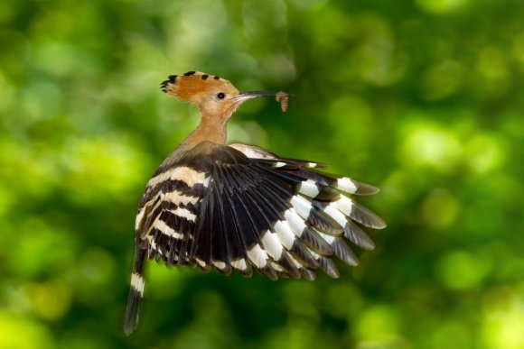 Upupa - Hoopoe (Upupa epops)