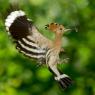 Upupa - Hoopoe (Upupa epops)