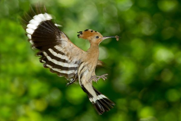 Upupa - Hoopoe (Upupa epops)