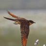 Cuculo dal ciuffo - Great spotted cuckoo (Clamator glandarius)