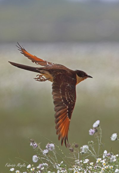 Cuculo dal ciuffo - Great spotted cuckoo (Clamator glandarius)