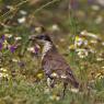 Cuculo dal ciuffo - Great spotted cuckoo (Clamator glandarius)