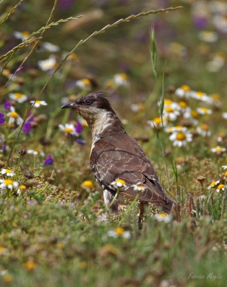 Cuculo dal ciuffo - Great spotted cuckoo (Clamator glandarius)