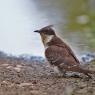 Cuculo dal ciuffo - Great spotted cuckoo (Clamator glandarius)