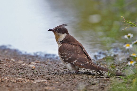 Cuculo dal ciuffo - Great spotted cuckoo (Clamator glandarius)