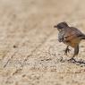 Cuculo dal ciuffo - Great spotted cuckoo (Clamator glandarius)