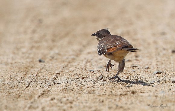 Cuculo dal ciuffo - Great spotted cuckoo (Clamator glandarius)