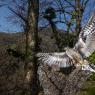 Cuculo - Common cuckoo