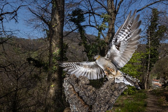 Cuculo - Common cuckoo