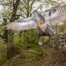 Cuculo - Common cuckoo