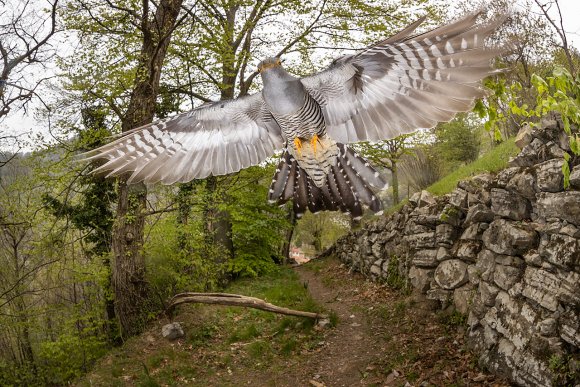 Cuculo - Common cuckoo