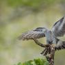 Cuculo - Common cuckoo