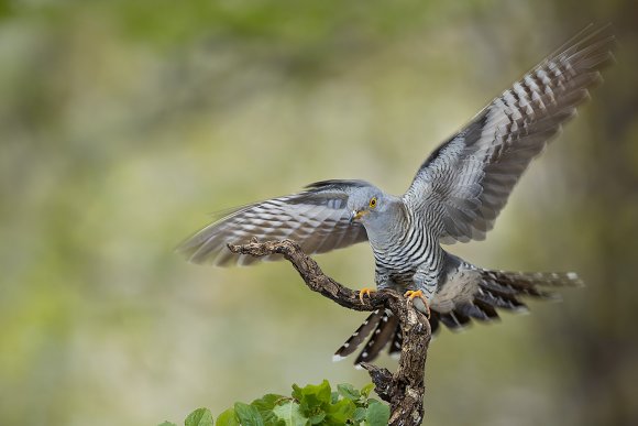 Cuculo - Common cuckoo