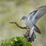 Cuculo - Common cuckoo