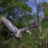 Cuculo - Common cuckoo