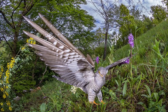 Cuculo - Common cuckoo