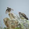 Cuculo - Common cuckoo