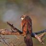  Cucal dai sopraccigli bianchi - White browed coucal (Centropus superciliosus)