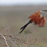  Cucal dai sopraccigli bianchi - White browed coucal (Centropus superciliosus)