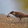 Cuculo dal ciuffo - Great spotted cuckoo (Clamator glandarius)