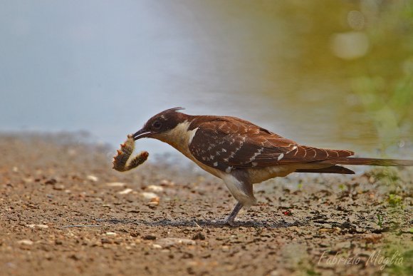 Cuculo dal ciuffo - Great spotted cuckoo (Clamator glandarius)