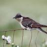 Cuculo dal ciuffo - Great spotted cuckoo (Clamator glandarius)