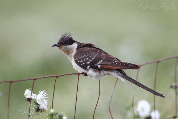 Cuculo dal ciuffo - Great spotted cuckoo (Clamator glandarius)