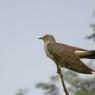 Cuculo - Common cuckoo (Cuculus canorus)