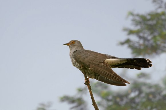 Cuculo - Common cuckoo (Cuculus canorus)