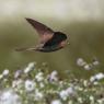 Cuculo - Common cuckoo (Cuculus canorus)