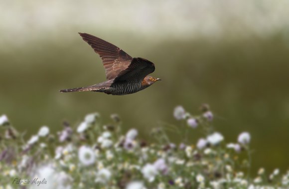 Cuculo - Common cuckoo (Cuculus canorus)