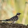 Cuculo dal ciuffo - Great spotted cuckoo (Clamator glandarius)