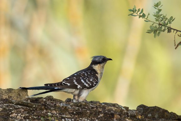 Cuculo dal ciuffo - Great spotted cuckoo (Clamator glandarius)