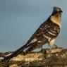 Cuculo dal ciuffo - Great spotted cuckoo (Clamator glandarius)