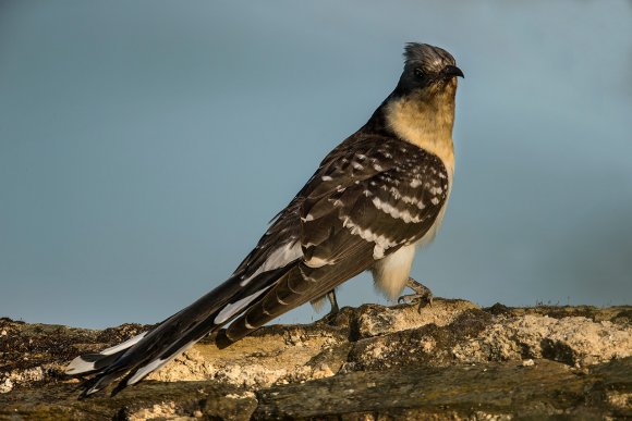 Cuculo dal ciuffo - Great spotted cuckoo (Clamator glandarius)