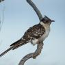 Cuculo dal ciuffo - Great spotted cuckoo (Clamator glandarius)