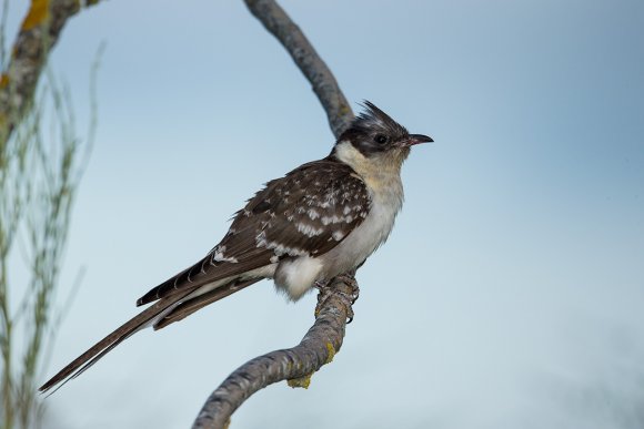 Cuculo dal ciuffo - Great spotted cuckoo (Clamator glandarius)