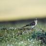 Cuculo dal ciuffo - Great spotted cuckoo (Clamator glandarius)