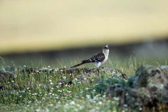 Cuculo dal ciuffo - Great spotted cuckoo (Clamator glandarius)