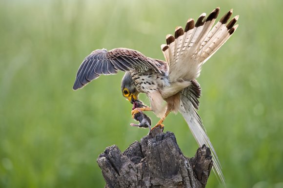 Gheppio - Common Kestrel