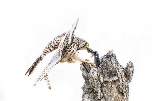 Gheppio - Common Kestrel