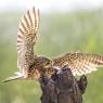 Gheppio - Common Kestrel