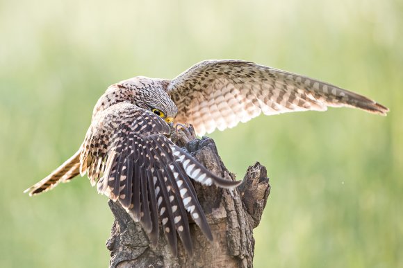 Gheppio - Common Kestrel