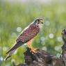 Gheppio - Common Kestrel