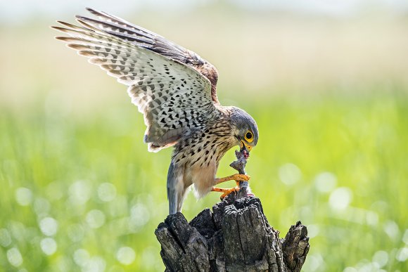 Gheppio - Common Kestrel