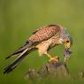 Gheppio - Common Kestrel